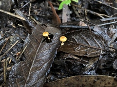 Conocybe filaris