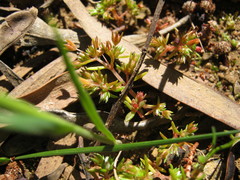Crassula decumbens
