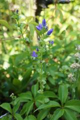 Triodanis perfoliata