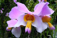 Papilionanthe