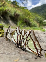 Polyura narcaea meghaduta