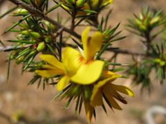 Pultenaea acerosa