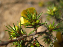 Pultenaea acerosa