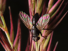 Ligeria angusticornis