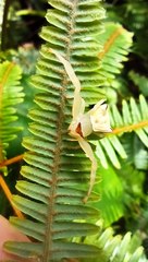 Thomisus okinawensis