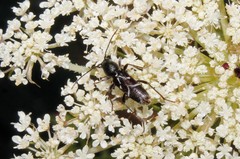 Chlorophorus sartor