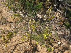 Pultenaea acerosa
