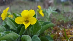 Viola praemorsa