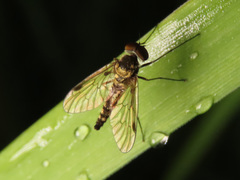 Chrysopilus splendidus