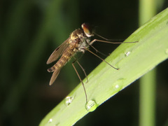 Chrysopilus splendidus
