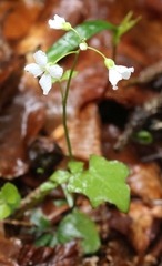 Cardamine trifolia