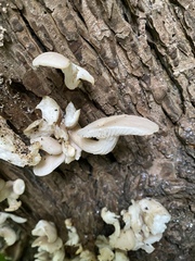 Pleurotus cornucopiae