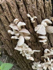 Pleurotus cornucopiae