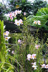 Papilionanthe