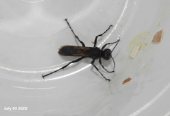 Palmodes occitanicus