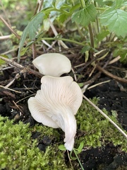 Pleurotus cornucopiae