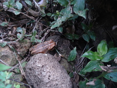 Incilius cristatus