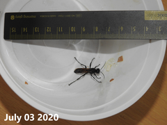 Palmodes occitanicus