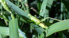 Euconocephalus nasutus