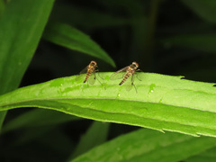 Chrysopilus splendidus