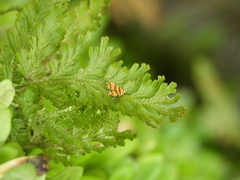 Choreutis amethystodes