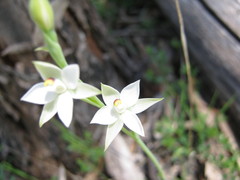 Thelymitra albiflora