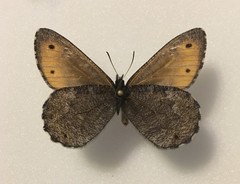 Oeneis jutta reducta