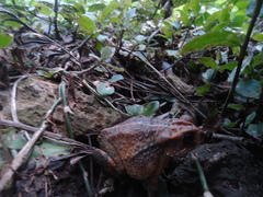 Incilius cristatus