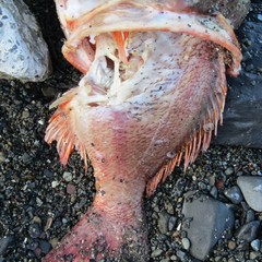 Caesioperca lepidoptera