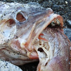 Pseudophycis bachus
