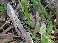 Thelymitra albiflora