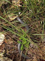 Afrotyphlops mucruso