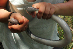 Afrotyphlops mucruso