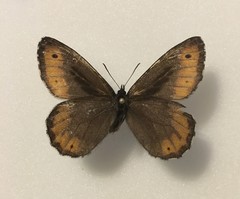 Oeneis jutta reducta