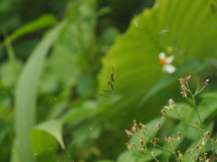 Leucauge celebesiana