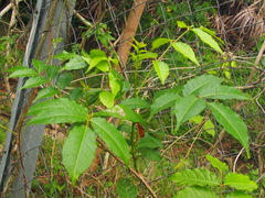 Zanthoxylum nitidum