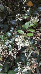 Ligustrum japonicum