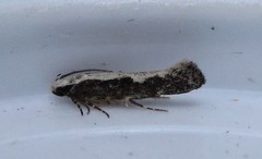 Agnippe prunifoliella