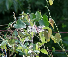 Pantala