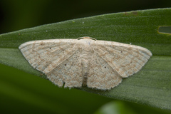 Scopula actuaria
