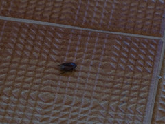 Macroscytus brunneus