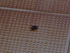 Macroscytus brunneus