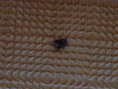 Macroscytus brunneus