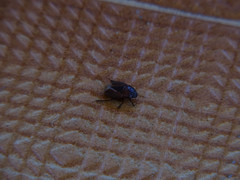 Macroscytus brunneus