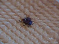 Macroscytus brunneus