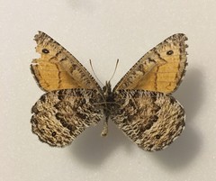Oeneis chryxus chryxus