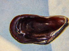 Brachidontes pharaonis