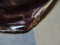 Brachidontes pharaonis