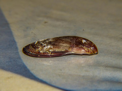 Brachidontes pharaonis