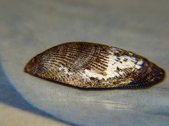 Brachidontes pharaonis